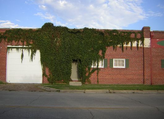Brick wall with vines