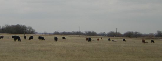 pasture with cattle grazing