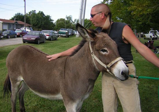 donkey, Brad Heath