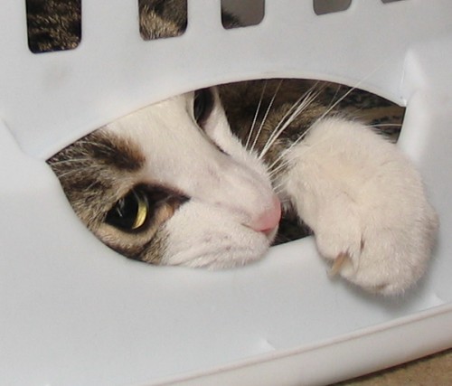 Tiger still under the laundry basket