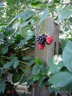 Blackberries in the park