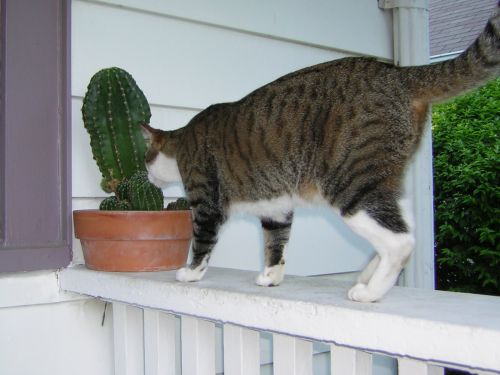 Tiger sniffing cactus