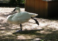 trumpeter swan standing on one leg