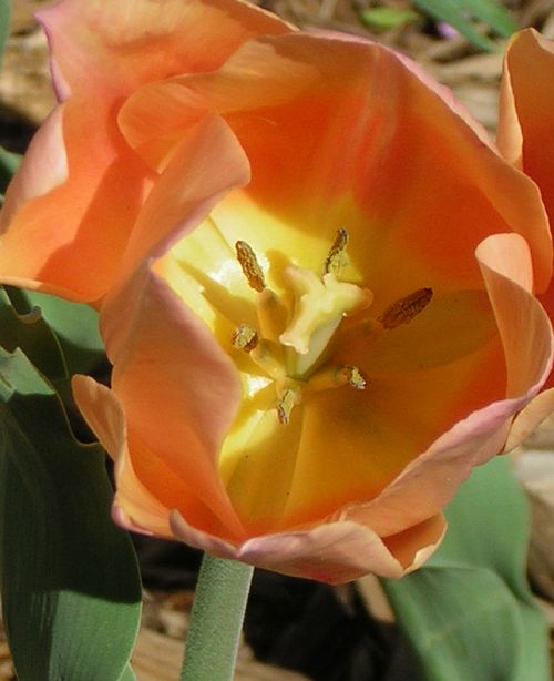 tulipcenter.jpg