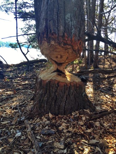 Beaver_tree_sm